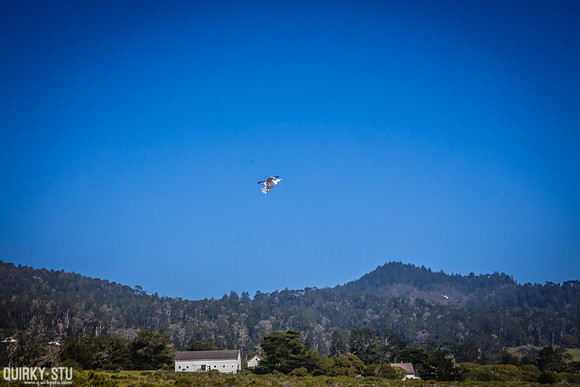 Ano-Nuevo-2016-2016-05-01-239