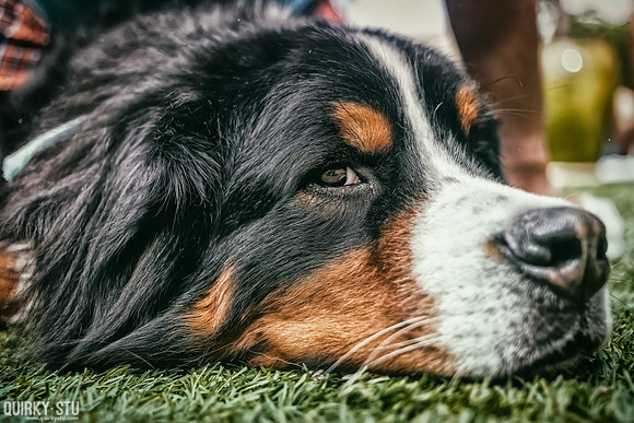 Azem-Big-Dog-2016-03-27-640-Edit