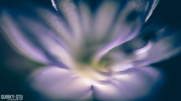 Stu-Flora-20160715-0181