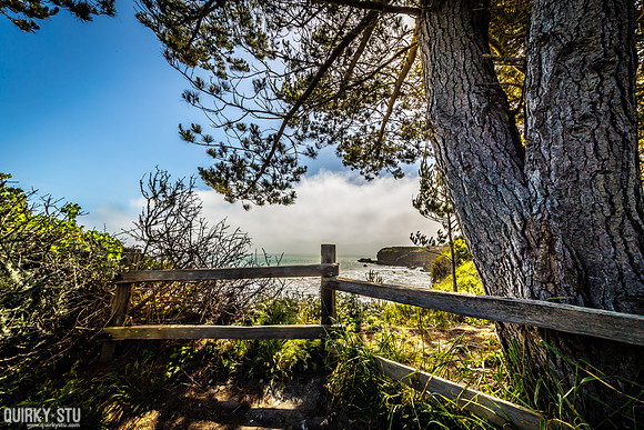 Ano-Nuevo-2016-2016-05-01-108