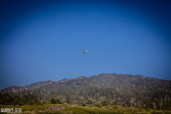 Ano-Nuevo-2016-2016-05-01-164