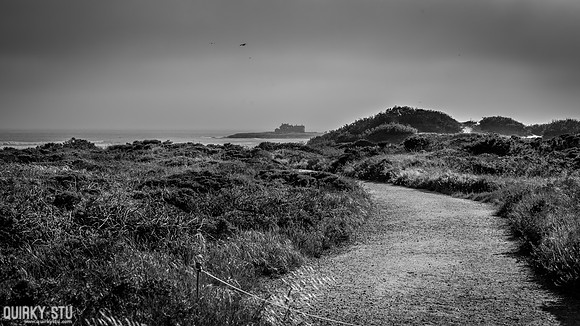 Ano-Nuevo-2016-2016-05-01-1153