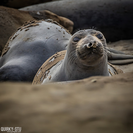 Ano-Nuevo-2016-2016-05-01-1084
