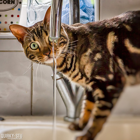 IMG_2960-Edit