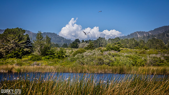 Ano-Nuevo-2016-2016-05-01-194