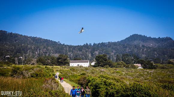 Ano-Nuevo-2016-2016-05-01-238