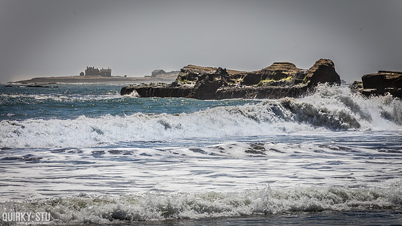Ano-Nuevo-2016-2016-05-01-068