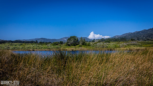 Ano-Nuevo-2016-2016-05-01-156