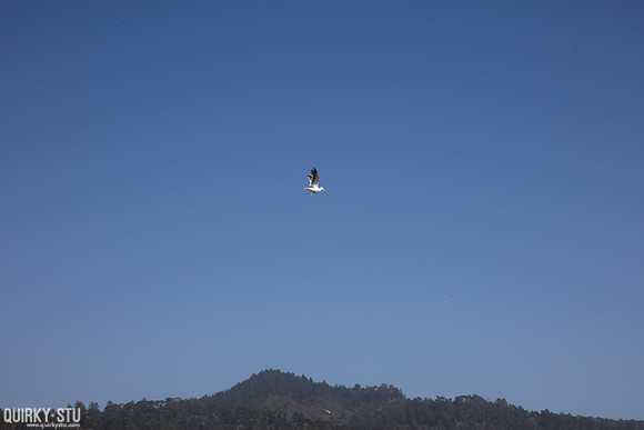 Ano-Nuevo-2016-2016-05-01-171