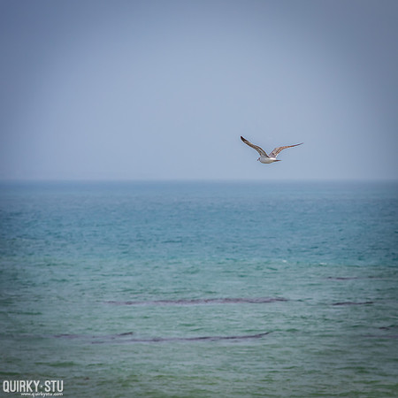 Ano-Nuevo-2016-2016-05-01-361