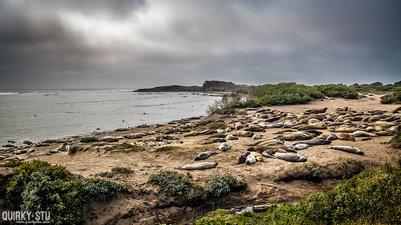 Ano-Nuevo-2016-2016-05-01-1141