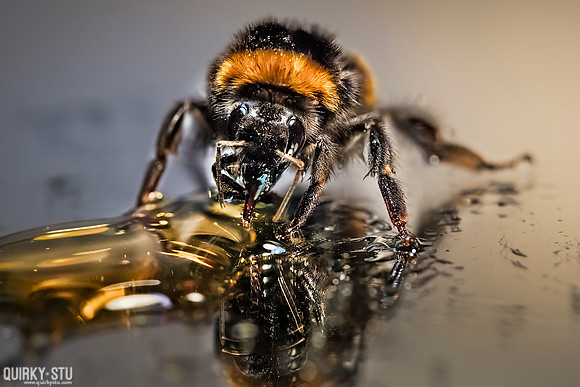 Bumble-Bee-20161107-0271-Edit-Layers