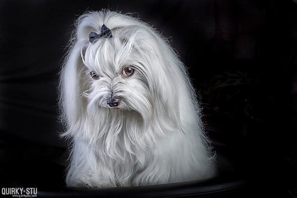 Mom-Dogs-20161207-0031-Edit-Layers-02