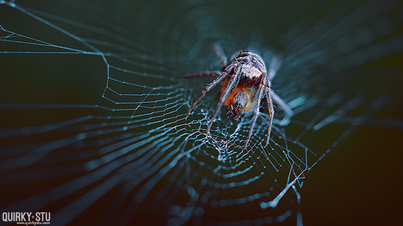 Baronsmede-Spider-20170625-037-EL