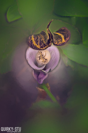 Kew-Gardens-20170412-1154-EL-FS